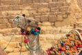 ÃÂ¡lose-up of camel on the Giza pyramid background